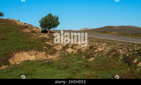 Bell'albero solistico sul lato della strada panoramica attraverso le colline Foto Stock