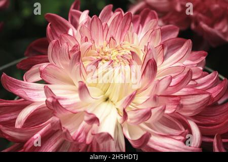 Primo piano di fiore Chrysanthemum, bella viola con fiore giallo in fiore in giardino in inverno Foto Stock