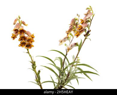 Digitalis oscura pianta e fiore, comunemente chiamato volguento lievitato o volguento polveroso o volguento arrugginito spagnolo su sfondo bianco Foto Stock