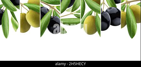 Set di rami di ulivo, foglia di olivo banner