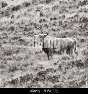 Bestiame domestico delle Highland scozzesi (Bos taurus) in un prato, Isola di Lewis e Harris, Ebridi esterne, Scozia, Gran Bretagna Foto Stock