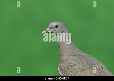 Piccione di legno comune (Columba Palumbus), uccello giovane, ritratto animale, Wilnsdorf, Renania settentrionale-Vestfalia, Germania Foto Stock