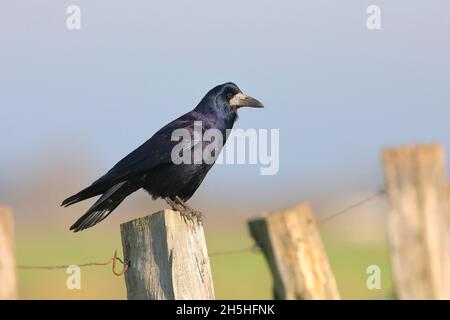 Rook (Corvus frugilegus) su perch, recinzione pascolo, Bislicher Insel, Renania settentrionale-Vestfalia, Germania Foto Stock