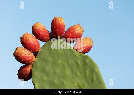 Pera di Cactus (Opuntia ficus-indica) con frutti d'arancia, contro un cielo blu, Opuntia, Peloponneso, Grecia Foto Stock