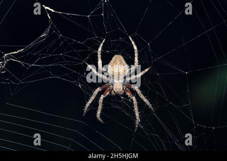 Il ragno tessitore dell'orbo di Mukherjee, Neoscona mukherjee, Satara, Maharashtra, India Foto Stock