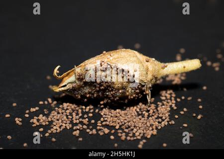 Semi secchi di tabacco coltivato (Nicotiana tabacum) Foto Stock