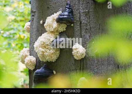 Barba ricciola o testa di orso (Hericium coralloides) su tronco di faggio, Assia, Germania Foto Stock