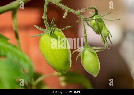 Pomodori biologici freschi e non maturi (Solanum lycopersicum) coltivati in giardino, Repubblica di Mauritius, Africa Foto Stock