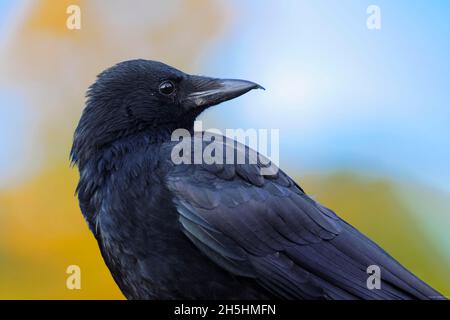 Carrion Crow (Corvus corone), ritratto, Kleiner Dutzendteich, ex Rally Grounds del partito nazista, Zeppelinfeld, Norimberga, Franconia media, Franconia Foto Stock