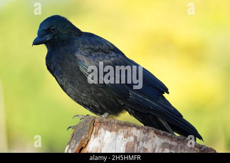 Carrion Crow (Corvus corone), seduta su un ceppo di albero a Kleiner Dutzendteich, ex partito nazista Rally Grounds, Zeppelinfeld, Norimberga, Medio Foto Stock