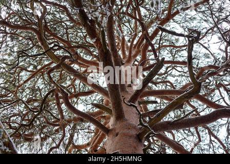 Un vecchio pino con rami attorcigliati primo piano. Foto Stock