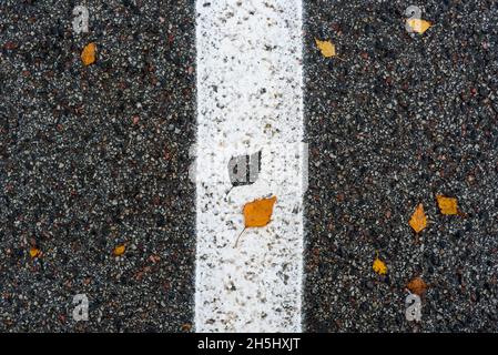 Striscia mediana di strada bianca con impronta a foglia e foglia di betulla gialla accanto ad essa Foto Stock