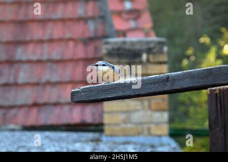 Il Nuthatch seduto sul palo di fronte alla vecchia casa del villaggio. Foto Stock