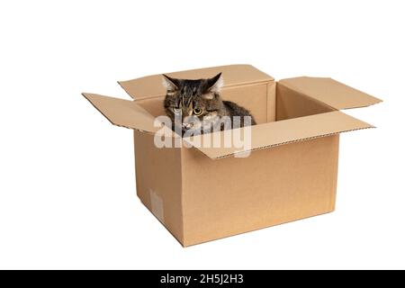 Uno splendido gatto grigio-marrone purebred seduto in scatola di cartone isolato su sfondo bianco studio. Concetto di vita animale Foto Stock