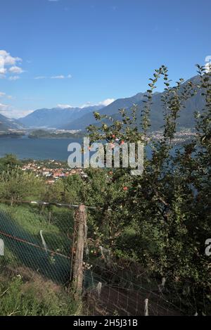 Sole nel tardo pomeriggio su una piantagione di mele sulle colline intorno al Lago di Como, Italia Foto Stock