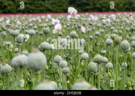 Vista su un campo agricolo di oppio papaveri (papaver somniferum) con fuoco selezionato, alcuni ancora fiorendo, ma la maggior parte con semi maturi cialde Foto Stock