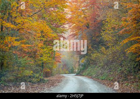 Misty mattina in montagna Žumberak. Foto Stock