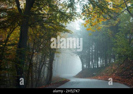 Misty mattina in montagna Žumberak. Foto Stock