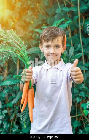 Felice ragazzo con occhi verdi che mostra un mazzo di carote e tiene il pollice in alto. Concetto di alimentazione sana per i bambini Foto Stock
