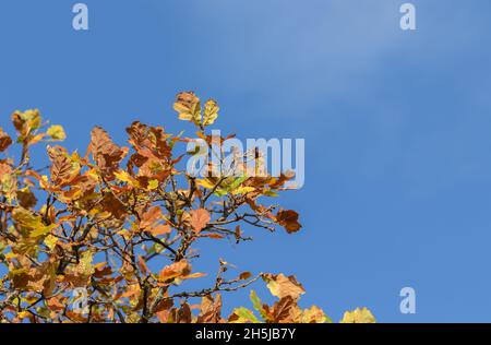 Foglie di quercia in autunno. Le foglie diventano gialle, dorate e marroni. Le querce sono decidue e la caduta delle foglie seguirà. Foto Stock