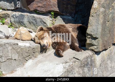 Black Bear che dorme sul pavimento in uno zoo. Un cucciolo di orso stanco nello zoo. Foto Stock