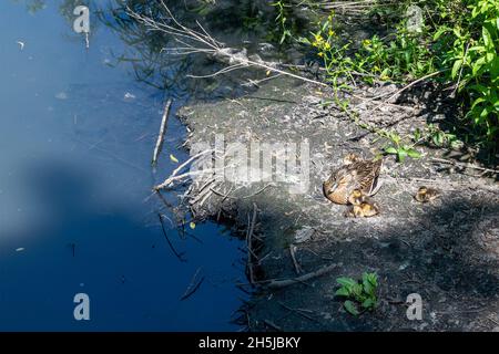 Anatra Mama sulla riva con anatroccoli in natura. Il concetto di fauna selvatica. Foto Stock