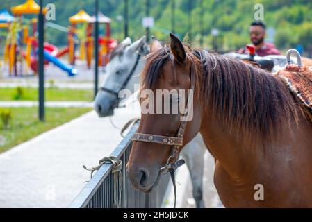 due cavalli, rosso e bianco, stanno accanto alla recinzione Foto Stock