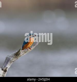 kingfisher seduto sul persico primo piano Foto Stock