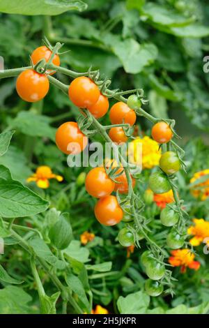 Pomodori Sungold. Solanum lycopersicum Sungold F1 pomodori ciliegini coltivati sulla vite in serra con piantagione di compagno marigold.. REGNO UNITO Foto Stock