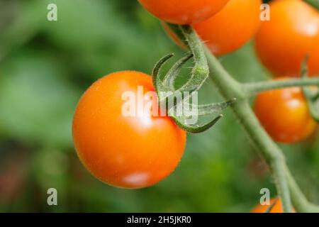 Pomodori Sungold. Solanum lycopersicum Sungold F1 pomodori ciliegini che crescono sulla vite in serra. REGNO UNITO Foto Stock