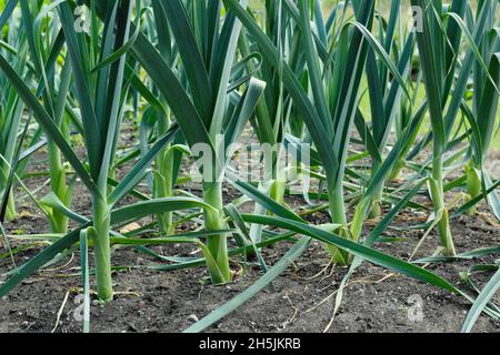 Porro 'Tornado'. Allium porrom 'Tornado' piante di porro vicino alla maturità in un cerotto vegetale. REGNO UNITO Foto Stock