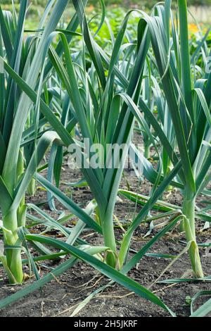 Porro 'Tornado'. Allium porrom 'Tornado' piante di porro vicino alla maturità in un cerotto vegetale. REGNO UNITO Foto Stock