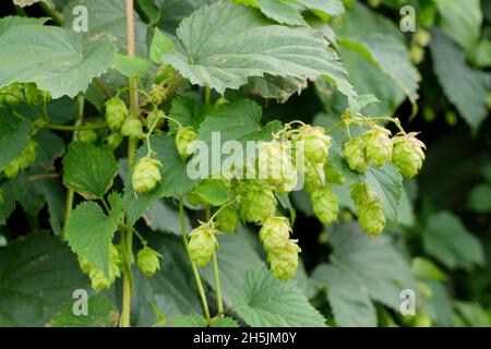 Humulus lupulus ‘Tassels d’oro’ luppolo fiori che crescono sulla vite. REGNO UNITO Foto Stock