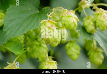 Humulus lupulus ‘Tassels d’oro’ luppolo fiori che crescono sulla vite. REGNO UNITO Foto Stock