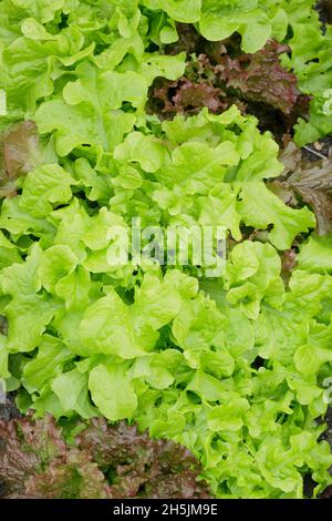 Lattuga sativa lattuga 'Salad Bowl' rosso e verde mescolato - tagliare e tornare a foglia libera lattuga pronto per la raccolta. REGNO UNITO Foto Stock