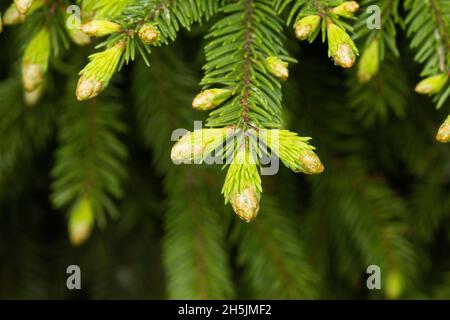 Aghi verdi freschi di abete rosso europeo, Picea abies che crescono nella foresta boreale estone. Foto Stock