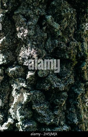 corteccia di pino asciutto vicino su. La struttura degli alberi antichi Foto Stock