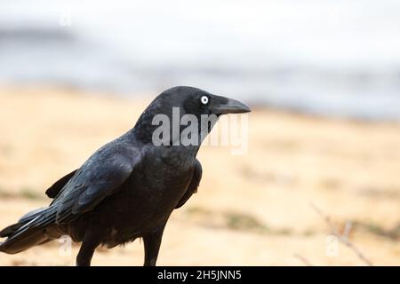 Torresia Crow (Corvus orru) visto inWoody Point, Redcliffe. Foto Stock