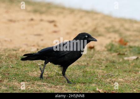 Torresia Crow (Corvus orru) visto in Woody Point, Redcliffe. Foto Stock