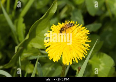 Primo piano di una piccola Honeybee che impollinava dente di leone comune, Taraxacum officinale fiore durante una giornata di primavera in Estonia. Foto Stock
