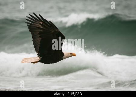 Un'aquila calva vola sulla costa dell'Oregon. Foto Stock