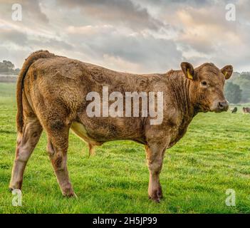 Un bell'esemplare di vitello beige che si posa molto bene per me nella fattoria qui in Cornovaglia, al mattino presto, in una bella giornata a metà autunno. Foto Stock