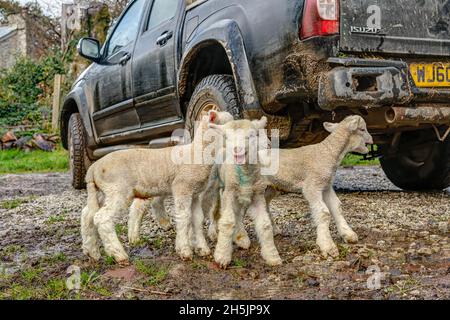 Quattro agnelli molto carini appena alcuni giorni di vita giocando nel cortile in attesa delle loro mamme in modo che possano uscire nei campi. Questi sono Dorset pedigree. Foto Stock