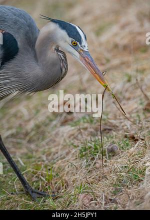 Grande Erone Blu maturo (Ardea herodias) con pesce catturato. Inizio primavera nel Parco Nazionale di Acadia, Maine, USA. Foto Stock