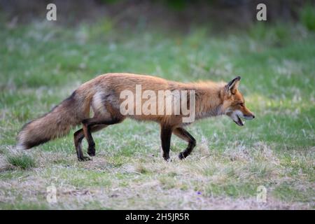 Red Fox (Vulpes vulpes vulpes). Parco Nazionale di Acadia, Maine, Stati Uniti d'America. Foto Stock