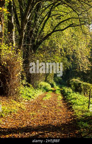 Germania, Haan, Bergisches Land, Niederbergisches Land, Niederberg, Renania, Renania Settentrionale-Vestfalia, NRW, bosco autunnale vicino al Mahnertmuehle, alberi con foglie di caduta, foglie d'autunno su un sentiero forestale Foto Stock