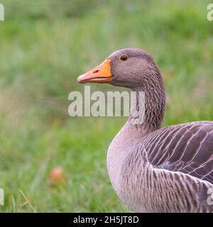 Ritratto d'oca grigielag (Anser anser), isolato primo piano di alimentazione d'oca su erba in campo, Holkham, Norfolk, Inghilterra Foto Stock