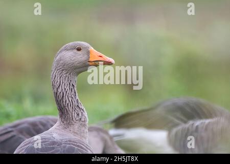 Alimentazione d'oca grigielag (Anser anser), isolata con altre oche grigielag sullo sfondo, Holkham, Norfolk, Inghilterra Foto Stock