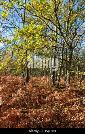 Ashdown Forest in una giornata autunnale soleggiata Foto Stock