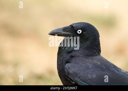 Torresia Crow (Corvus orru) visto in Woody Point, Redcliffe. (Foto di Joshua Prieto / SOPA Images/Sipa USA) Foto Stock